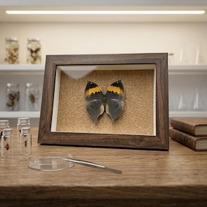 May include: A framed butterfly specimen with a dark wood frame. The butterfly has gray and black wings with yellow accents. The frame is displayed on a wooden surface, with other scientific equipment in the background.