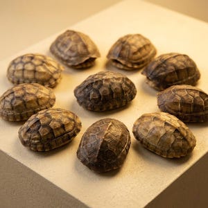 May include: Nine tortoise shells arranged in a circle. The shells are various shades of brown and tan, with a textured, segmented pattern. The shells are displayed on a light-coloured surface.