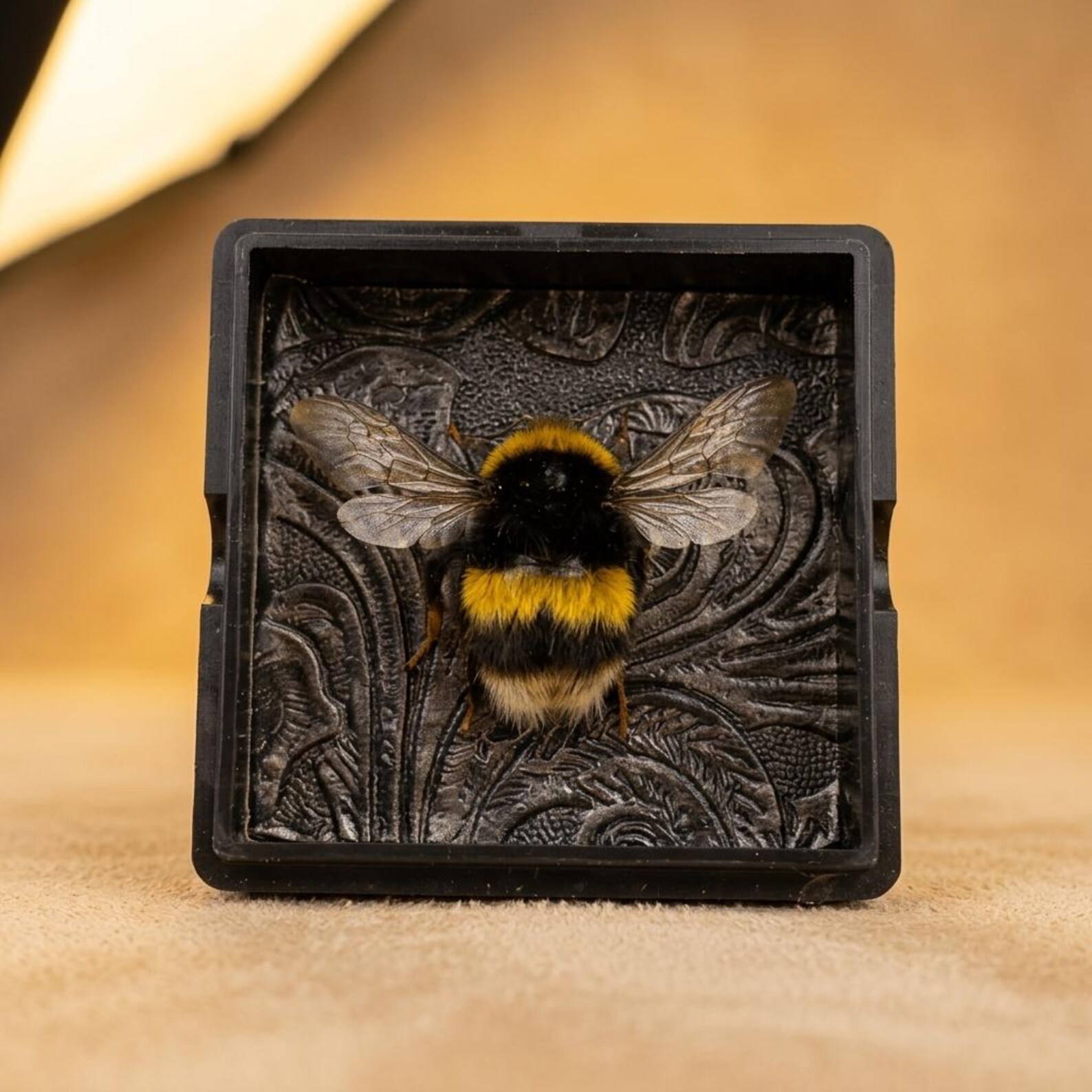 Real Bumblebee Insect Specimen Resin Frame Magnet | Natural History ...