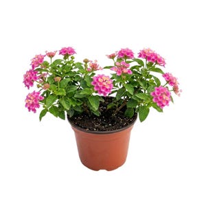 May include: A potted lantana plant with vibrant pink and yellow flowers. The plant has green leaves and is in a brown plastic pot. The flowers are clustered together, creating a full and colorful display. The plant is set against a white background.