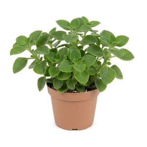 May include: A potted green plant with rounded, textured leaves. The plant is in a small, brown plastic pot. The plant has multiple stems and a full, lush appearance. The background is plain white.