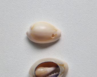 Gebohrte Kaurimuschelperlen für Schmuckherstellung, Boho-Bastelarbeiten (ganz oder geschnitten)