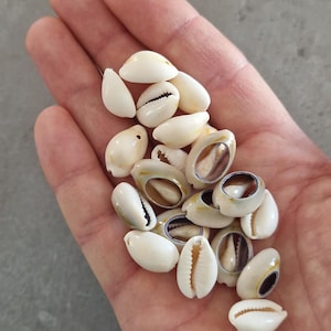 Pode incluir: Uma coleção de pequenas conchas de búzios lisas em tom branco-sujo, com aberturas alongadas características e bordas serrilhadas. As conchas variam ligeiramente em forma e tamanho, exibindo superfícies naturais brilhantes e tons subtis.
