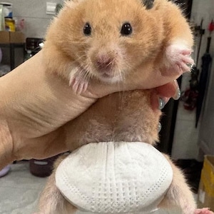 May include: A close-up of a golden hamster being held up by a person. The hamster is wearing a white diaper. The hamster has black eyes and pink paws.