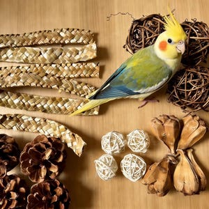 May include: A yellow and green cockatiel bird with a crest, surrounded by bird toys and natural elements. The toys include woven balls, pine cones, and woven strips, all arranged on a wooden surface.