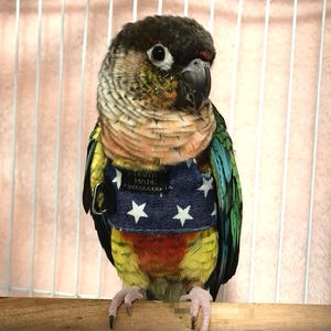 Peut inclure: Un perroquet coloré portant un gilet en jean orné d'étoiles blanches et du texte "HAND MADE". L'oiseau a des plumes vertes, jaunes, rouges et noires et est perché sur une perche en bois dans une cage.