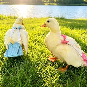 May include: Two yellow ducks stand in green grass near a lake. One duck wears a blue backpack with white polka dots and white straps. The other duck has pink accents on its wings. The ducks have orange feet and beaks.