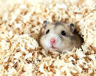 Natural Aspen Wood Shavings for Hamsters & Small Pets, Dust-Free Absorbent Bedding, Eco-Friendly Odor Control Litter for Chinchilla Rabbit