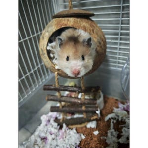 Puede incluir: Un hámster con pelaje marrón y blanco mira desde una casa de cáscara de coco. Una pequeña escalera de madera conduce a la casa, que está suspendida por una cuerda. La jaula tiene una estructura de alambre y está llena de lecho. El hámster tiene una nariz rosada.