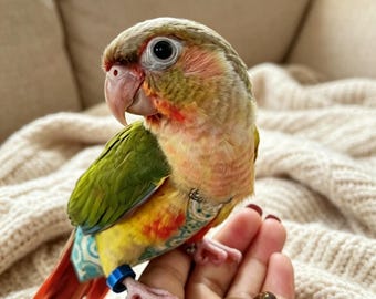 Traje de vuelo y pañal para loros, arnés ajustable para periquitos, cacatúas y cotorras, lindo traje lavable para excrementos, accesorios de ropa para aves