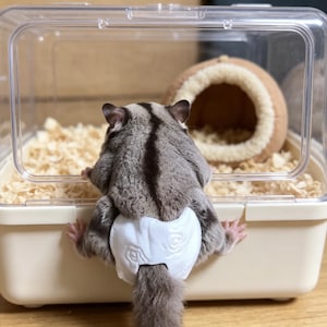 Pannolini usa e getta per petauri dello zucchero - Mutandine da addestramento morbide e traspiranti - Abbigliamento per piccoli animali a prova di perdite - Accessori essenziali per i momenti di condivisione