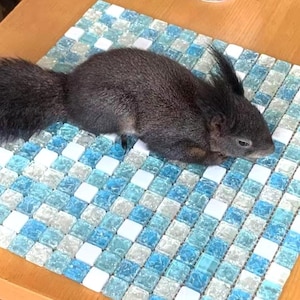 Könnte beinhalten: Ein dunkelgraues Eichhörnchen liegt auf einer quadratischen Mosaikfliesenmatte. Die Matte hat ein Muster aus blauen, weißen und klaren Glasfliesen. Das Fell des Eichhörnchens ist tiefgrau und sein Schwanz ist buschig.