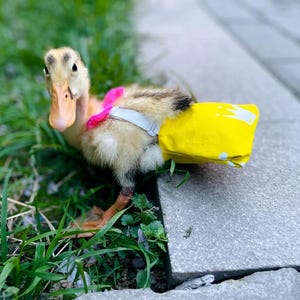 Pode incluir: Um patinho fofo com uma fralda amarela e branca e uma coleira rosa está na grama. O patinho tem um bico castanho claro e olha para a câmera. O fundo é uma mistura de grama e uma calçada de concreto.
