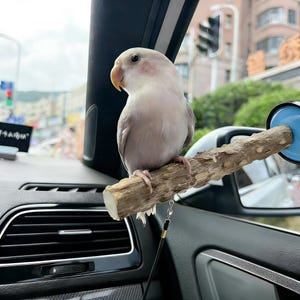 May include: A light gray and white bird with a peach-colored beak perches on a wooden perch inside a car. The bird is attached to the perch with a small chain. The perch is attached to a blue suction cup.