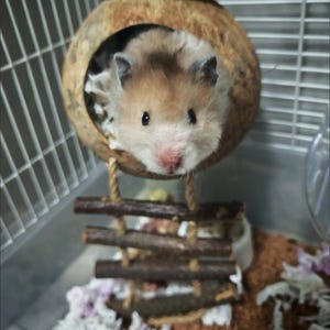 May include: A hamster with brown and white fur looks out from a coconut shell house in a cage. A small wooden ladder leads to the house. The cage also contains bedding and a water bottle. The hamster has a pink nose.