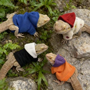 Puede incluir: Cuatro dragones barbudos con sudaderas con capucha en azul, negro, naranja y blanco, y un gorro de gnomo rojo. Los lagartos están posando sobre una roca, rodeados de vegetación.
