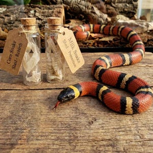 May include: A colourful red, black, and yellow Milk Snake lies on a wooden surface, beside two small glass bottles containing shed snake skin. The bottles have cork stoppers and tags that read "Corn Snake Shed - Rebirth" and "Milk Snake Shed - Protection."