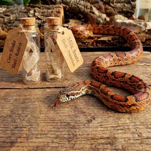 May include: An image shows a corn snake and a milk snake. Two small glass bottles with cork stoppers contain snake shed. The corn snake is shedding its skin. The milk snake is a vibrant orange and brown colour.