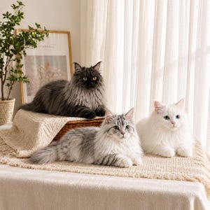 May include: Three fluffy cats of varying colors are resting on a table. One is dark gray, one is gray and white, and the other is white. They have long fur and are lying down, with a neutral-toned blanket beneath them.