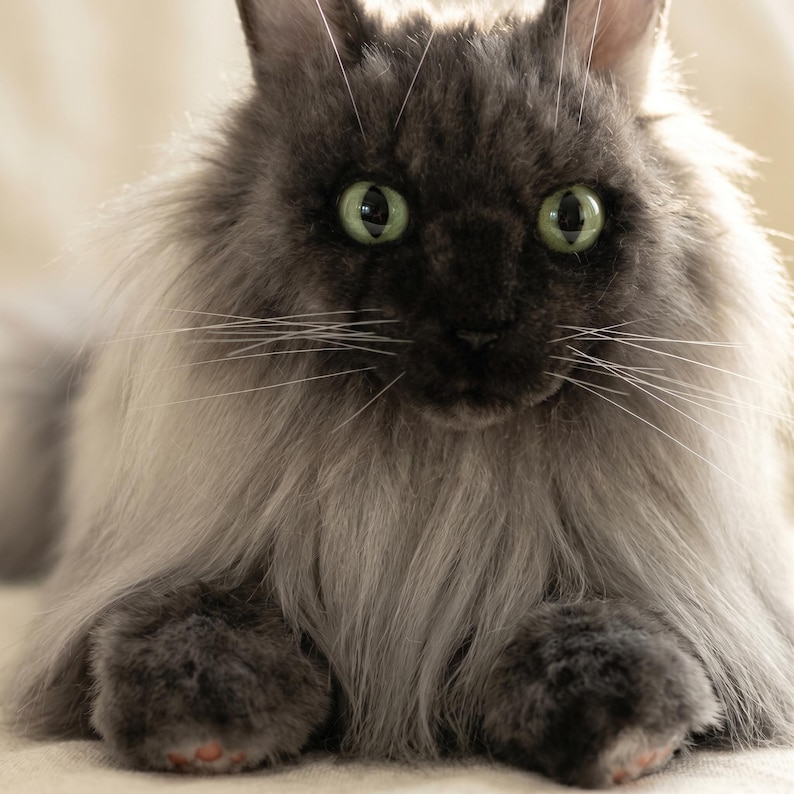 May include: A close-up of a gray cat with long, fluffy fur. The cat has green eyes and long white whiskers. The cat is lying down and looking directly at the camera.
