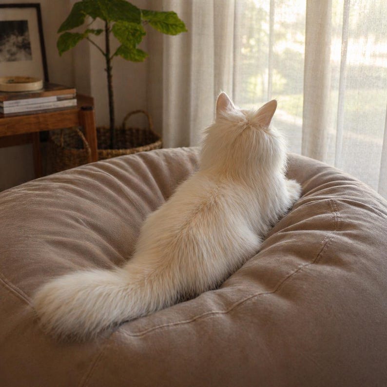 May include: A fluffy white cat lounges on a large, taupe beanbag chair near a window. The cat is facing away from the camera, with its long tail curled. The beanbag is in a well-lit room with a plant and wooden furniture.