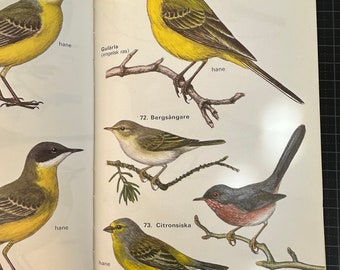 Livre suédois sur les oiseaux vintage