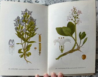 Nordens Flora vintage botanical book vol 7