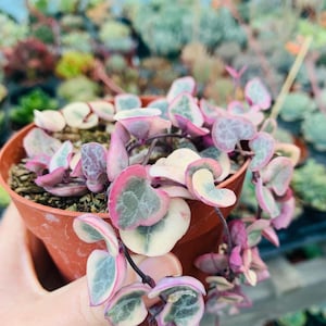 Könnte beinhalten: Ein kleiner, runder Topf in Terrakotta-Farbe, gefüllt mit einer Kletterpflanze. Die Pflanze hat herzförmige Blätter mit rosa, grünen und cremefarbenen Farbtönen. Die Blätter fallen über den Topfrand.