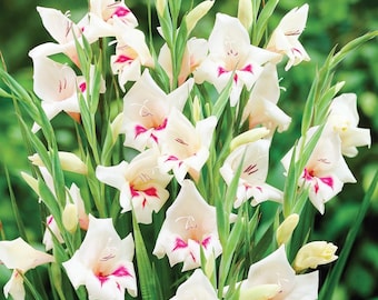 Bulbi di gladiolo nano resistenti – Fiori da giardino amiche delle farfalle