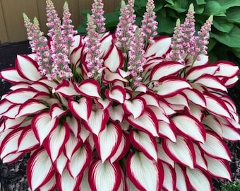Hosta Seeds – Non-GMO Heirloom Perennial Shade Garden Plants