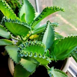 Puede incluir: Primer plano de una planta verde con hojas grandes y vibrantes. Las hojas tienen un borde festoneado único, y pequeñas plántulas son visibles a lo largo de los bordes. La planta está en una maceta blanca, con un fondo borroso.