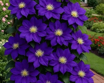 Clematis Seeds – Perennial Flowering Vine Plant
