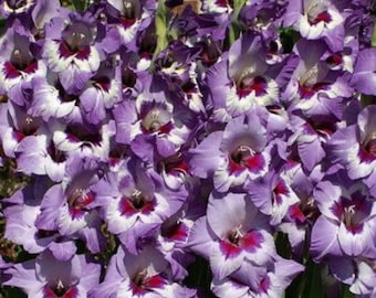 prächtige Gladiolen-Blumenzwiebeln - Schmetterlingsfreundliche Schnittblumen