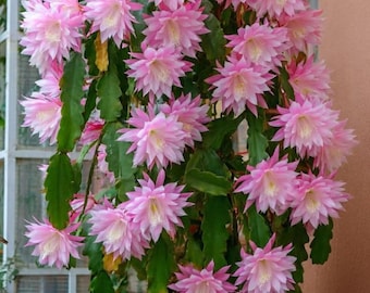 Agatha Epiphyllum Orchid Cactus Cutting – Levend 8–10" wortelstekje