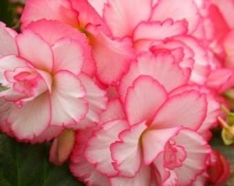 White & Red Picotee Begonia Tubers – Deer Resistant Flower Bulbs