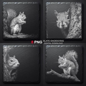 May include: Four square slate coasters with engraved images of squirrels. The black and white images show squirrels in various poses, including one peeking from behind a tree. The text "8 PNG" and "SLATE ENGRAVING DIGITAL DOWNLOAD" is also visible.