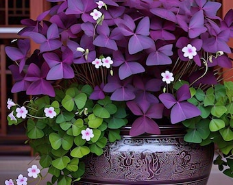 12PCS Purple Shamrock Bulbs  Oxalis Triangularis Indoor & Outdoor Plant