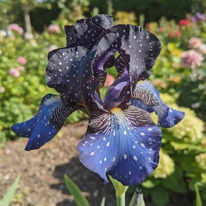 May include: A dark purple and blue iris flower featuring white speckled patterns on its ruffled petals. The center of the bloom displays intricate dark veining and a bright yellow beard, showcasing a complex, multi-layered floral structure.