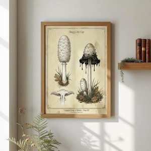 May include: A framed print depicting detailed illustrations of Shaggy Ink Cap mushrooms. The artwork showcases different stages of the mushroom's life cycle, with a vintage style. The print is in a wooden frame and is displayed on a white wall.
