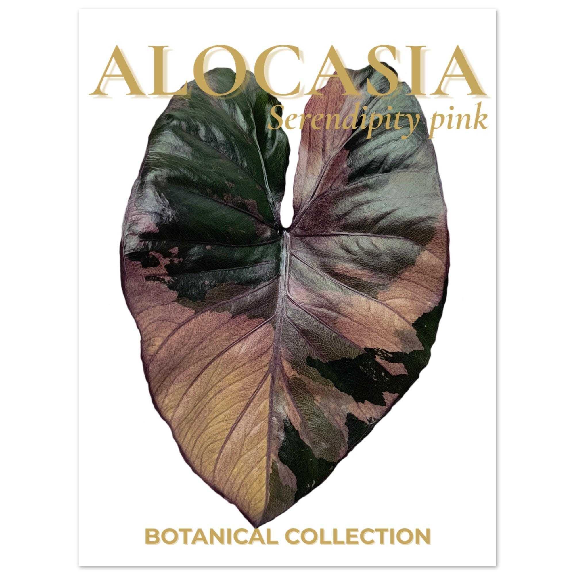 Alocasia serendipity variegated - Etsy 日本