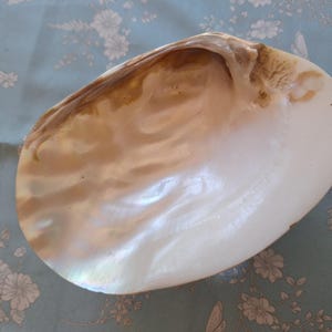 Vintage Mother of Pearl Oyster Shell Jewelry Dish – Iridescent Lucite Base Vanity Tray