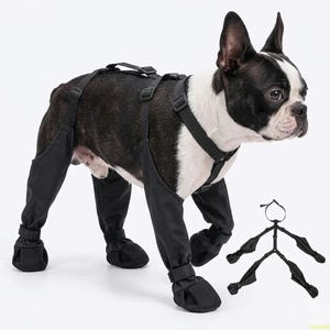 Peut inclure: Un bouledogue bostonien noir et blanc portant un harnais noir avec des couvre-jambes et des bottines. Un harnais s&eacute;par&eacute; et d&eacute;mont&eacute; est montr&eacute; &agrave; c&ocirc;t&eacute; du chien. Le chien est sur une surface blanche.