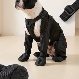 Peut inclure: Un chien noir portant un harnais et des jambi&egrave;res noirs. Le chien est un Boston Terrier avec des poils noirs et blancs. Les jambi&egrave;res comprennent des bottines assorties. Une sangle noire avec une boucle est visible en haut &agrave; droite.
