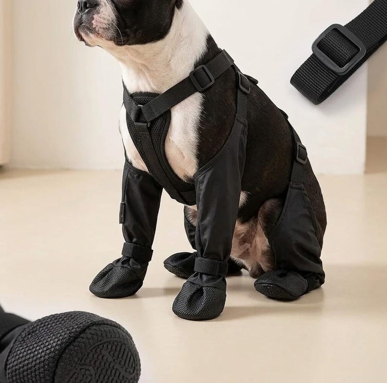 Peut inclure: Un chien noir portant un harnais et des jambi&egrave;res noirs. Le chien est un Boston Terrier avec des poils noirs et blancs. Les jambi&egrave;res comprennent des bottines assorties. Une sangle noire avec une boucle est visible en haut &agrave; droite.