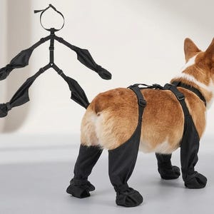 Peut inclure: Harnais de soutien et jambi&egrave;res noirs pour chien. Le harnais comporte des sangles et des boucles r&eacute;glables. Les jambi&egrave;res couvrent les pattes et les pieds du chien. Le chien a un pelage brun et blanc. Le harnais est con&ccedil;u pour aider les chiens ayant des probl&egrave;mes de mobilit&eacute;.