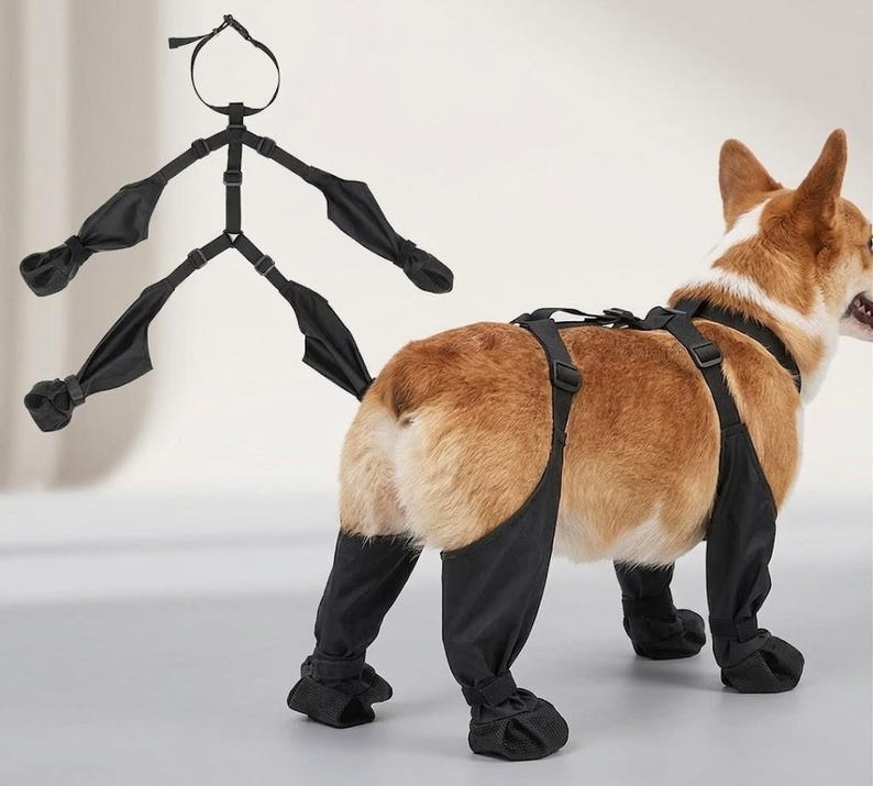 Peut inclure: Harnais de soutien et jambi&egrave;res noirs pour chien. Le harnais comporte des sangles et des boucles r&eacute;glables. Les jambi&egrave;res couvrent les pattes et les pieds du chien. Le chien a un pelage brun et blanc. Le harnais est con&ccedil;u pour aider les chiens ayant des probl&egrave;mes de mobilit&eacute;.