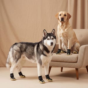 Puede incluir: Un Husky Siberiano y un Labrador Retriever con botas para perros negras y beige. El Husky est&aacute; de pie en primer plano, mientras que el Retriever est&aacute; sentado en un sill&oacute;n beige. El fondo es de color beige neutro.