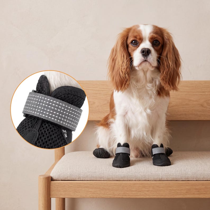 Puede incluir: Un Cavalier King Charles Spaniel est&aacute; sentado en un banco de madera, con botas negras para perros delante. Las botas tienen una correa gris reflectante con puntos blancos. Un primer plano muestra el material de malla y los detalles de la correa.