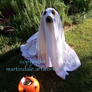 3 pack Boo!, Halloween greeting card, Ghost dog, howloween, dog photography, note card, spooky, fine art photo card, kids & dog lovers