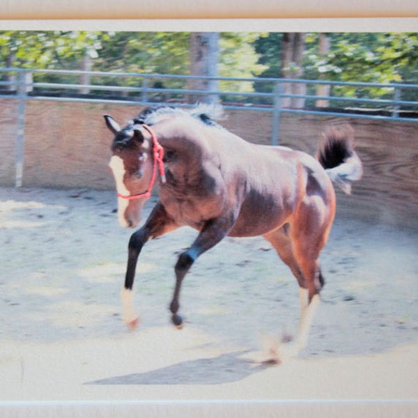 1 Wild Streak bucking horse note card, blank note card, bay filly, equestrian photo, fine art photo card, horse, farm art, ranch art